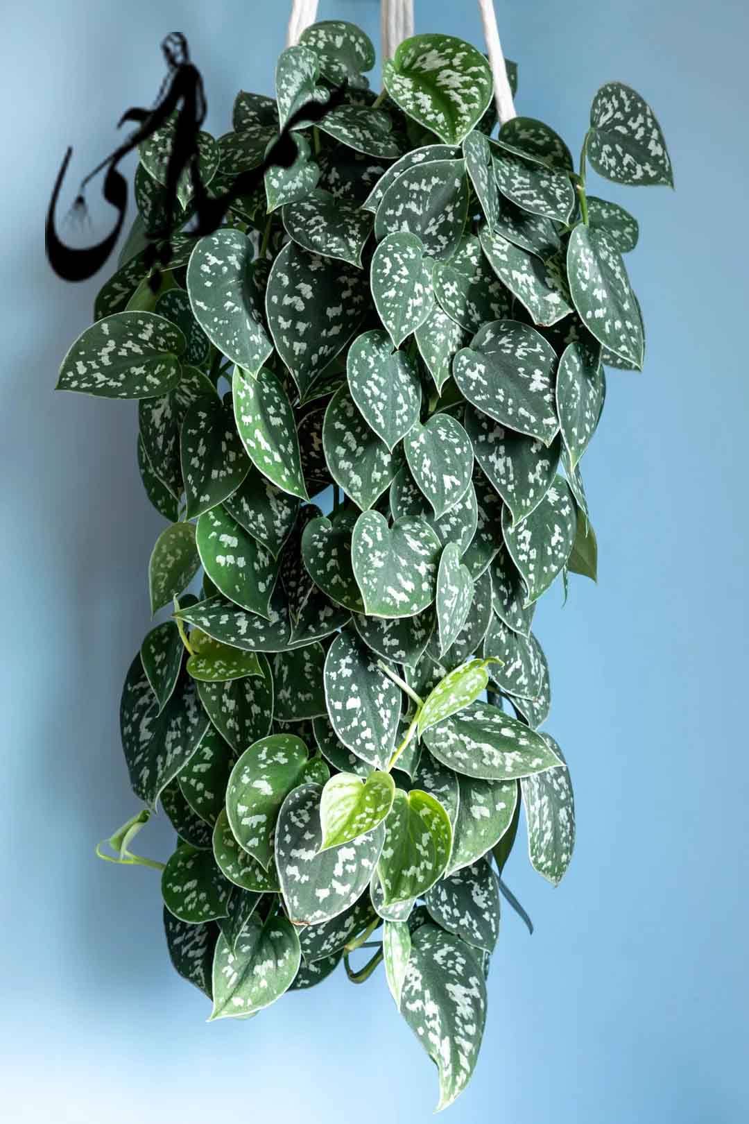 Scindapsus pictus